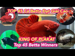 Top 45 Ca Betta đạt Giải Cao Show King Of Plakat Top 45 Betta Winners Betta Show Bettasales Net Youtube