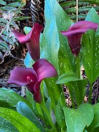 We use pot of gold and florex gold for our gold varieties and black magic for our lemon yellow calla lily. Zantedeschia Aethiopica African Lily Altar Lily Arum Lily Brosimun Aethiopica Calla Aethiopica Calla Lily Egyptian Lily Florist S Calla Garden Calla Lily Of The Nile Pig Lily Richardia Trumpet Lily White Arum Lily