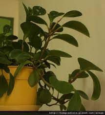 10分鐘學會阡插法 園藝調色盤 痞客邦 plant leaves plants leaves