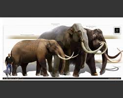 Columbian Mammoth Extinct Animals Prehistoric Animals Prehistoric Wildlife