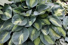 How To Grow Hostas - Beautiful Shade Tolerant Plants - Hubpages