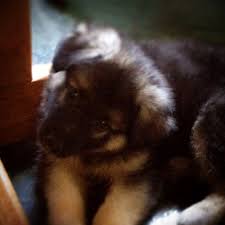 Get a quote for exotic animal liability insurance. German Shepherd Puppy