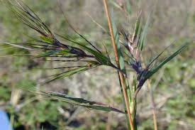 Image result for Themeda