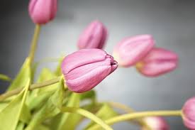 This is because they bloom in the spring, and are such a sharp contrast with the grays and white of bitter winter. Tulips Dream Meaning And Explanation Dream Glossary And Dictionary