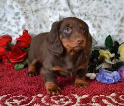 We have had doxies our whole lives, and now french bulldogs, and love them to pieces. Mini Dachshund Puppies For Sale Black Tan Doxie Breeder Short Hair Pups Dachshund Breed Dachshund Puppies For Sale Mini Dachshund Puppies