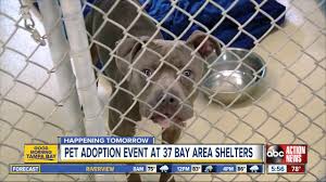It's very rewarding because you will be saving a life. Thirty Seven Tampa Bay Area Shelters Participating In Pet Adoption Drive On Saturday