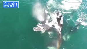 Miscellaneous mawshot compilation vol 2 t rexes, pterodactyls and penguins, and more! Mawshot Drone Fest