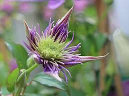 First in late spring to early summer, then in late summer to early fall. Waldrebe Crystal Fountain Fairy Blue Clematis Crystal Fountain Fairy Blue Baumschule Horstmann