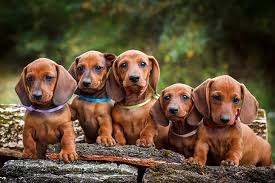 The standard sized dachshund was developed to scent, chase. Dachshund Puppies For Sale Akc Puppyfinder