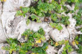 Image result for Maerua andradae