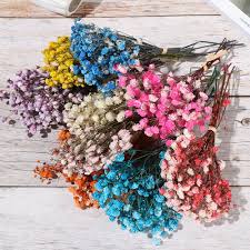 Vary the methods and quality of legal education in different countries? Top 8 Most Popular Mini Natural Dried Flowers Near Me And Get Free Shipping A681
