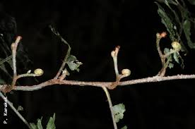 Image result for Vandenboschia gigantea