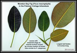 Image result for Ficus amadiensis