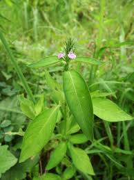 kenritsu-shinrinkouen.jp