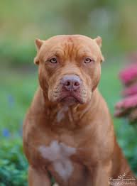 Pin By Debora Silva On Dog In 2020 Pitbull Terrier American Pitbull Terrier Pitbull Dog