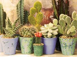 Para que una planta suculenta se considere un cactus, debe tener areolas. La Casa De Las Plantas Suculentas Fotos Y Curiosidades