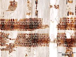 Arabic bengal bulgarian catalan croatian czech danish dutch english estonian finnish french german greek hebrew hindi hungarian. Commercial Timbers Syzygium Spp Kelat