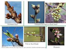 Image result for pruning plum trees