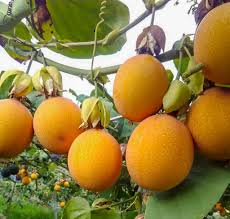 Image result for Passiflora ligularis