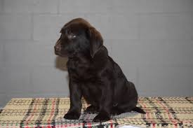 Most of our labradors are english in appearance being medium in height, with stocky builds, blocky heads, otter tails, and thick coats. Akc Registered Chocolate Labrador Retriever Puppy For Sale Male Trex S Ac Puppies Llc
