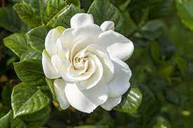 Gardenias should be planted in well conditioned soil containing peat moss and compost. Gardenia Flower Meaning Symbolism And Uses Petal Republic
