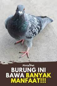 Inilah Manfaat Burung Dara Atau Merpati Burung Hewan Merpati