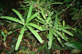 Image result for Rourea