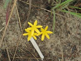 Image result for Hypoxidaceae