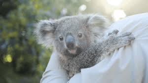 Baby Animals Koala Gif By San Diego Zoo Baby Animals Cute Animals Animals