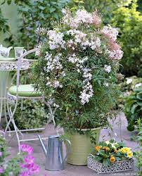 N'oubliez pas de retirer votre jasmin avant les premières. Vrai Faux Tout Savoir Sur Le Jasmin Arbuste En Pot Jasmin Grimpant Fleurs Terrasse