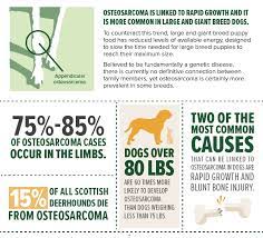 Canine Bone Cancer The Big Story On Osteosarcoma In Dogs My Brown Newfies