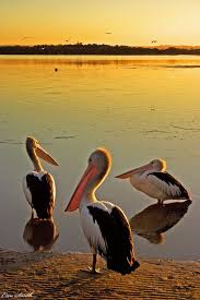Birds That Sing In The Morning Australia Shoalhaven Heads Nsw Australia These 3 Pelicans Were Snoozing In The Sun Until I Got There With My Camera Hehe Then The Pet Birds Sea Birds Australian Birds