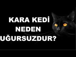 Kara Kedi Neden Ugursuzluk Getirir Youtube