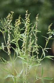 Image result for Crotalaria sphaerocarpa