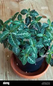 Image result for Ruellia makoyana