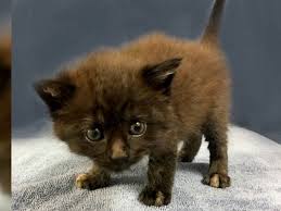 Kittens for sale in wa7 runcorn for £30.00 for sale | shpock. Rare Male Tortoiseshell Cat Attracts 100s Wanting To Adopt Abc News