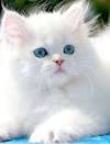 Ragdoll Kittens For Sale by Reputable Breeders | Pets4You