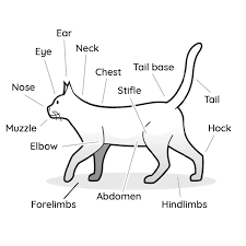 The symptoms of broken bones in cats. 2021 Ultimate Veterinary Guide To Cat Anatomy With Images Vetcheck