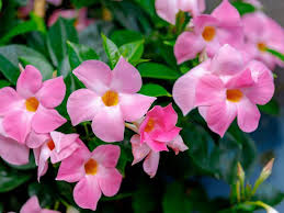 Image result for dipladenie žlutá obrázek