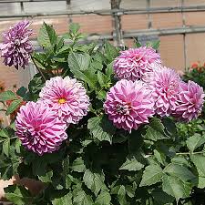 Since looker still hasn't returned yet, platinum dispatches her pokémon to find him. Bloomacre Farms Set Of 3 Summer Splash Gogo Dahlias Shophq