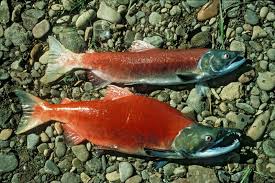 Ikan salmon dikenal sebagai ikan yang memiliki rasa yang lezat dengan segudang manfaat bagi tubuh. Gambar Ikan Salmon Lengkap Dengan Ciri Khususnya Nama Nama Hewan