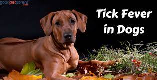 Tick Fever In Dogs Good Pet Parent