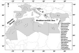 New Contributions To The Eulophidae Fauna From Morocco Hymenoptera Chalcidoidea With Comparison In The North African Region Arxius De Miscel Lania Zoologica