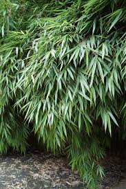 Wer es aber zwischen märz und april nicht geschafft hat, kann auch im. Fargesia Rufa Hecken Bambus 40 60 Cm Sattgrun Diesen Horstigwachsenden Hecken Bambus Bestellen Sie Online Im Web Shop Fur Gartenpflanzen Der Baumschule Pflanzenvielfalt Ob Kleinen Bambuss Als Kubelpflanze Oder Grossen Solitar Bambus Bei Uns Erhalten