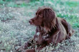 Image result for Velký münsterlandský ohař