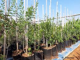 Image result for Schrebera