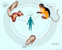 It is called monkeypox because it was first identified in laboratory monkeys. Human Monkeypox An Emerging Zoonotic Disease Future Microbiology