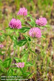 Image result for Trifolium masaiense