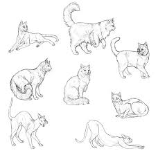8️⃣ à la fin dessiner les moustaches de votre chat, il faut tracer trois trais simples. 1001 Exemples Et Tutoriels Comment Dessiner Un Chat