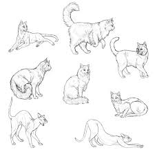 Dessin chat simple illustration minimale du chat dormant dessin à brosses à l encre stylisée this dessin chat simple graphic has 11 dominated colors, which include it makes so beautiful color. 1001 Exemples Et Tutoriels Comment Dessiner Un Chat